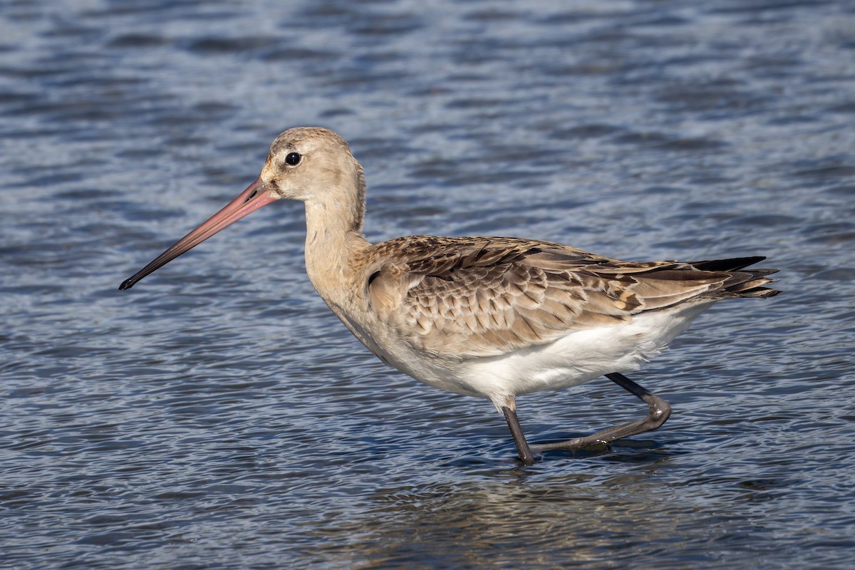 Black-tailed Godwit - ML625744792