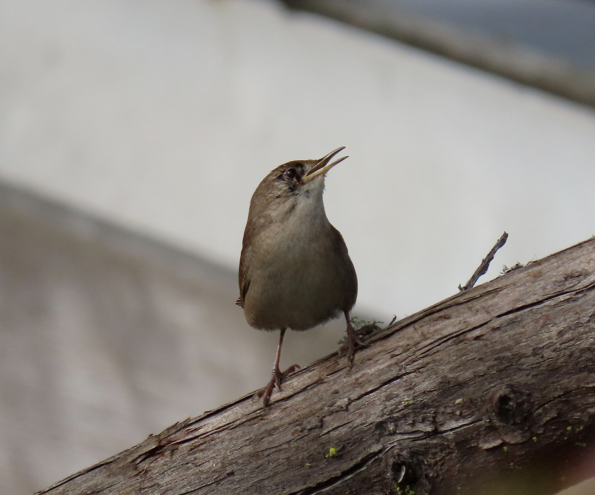 Northern House Wren - ML625744931