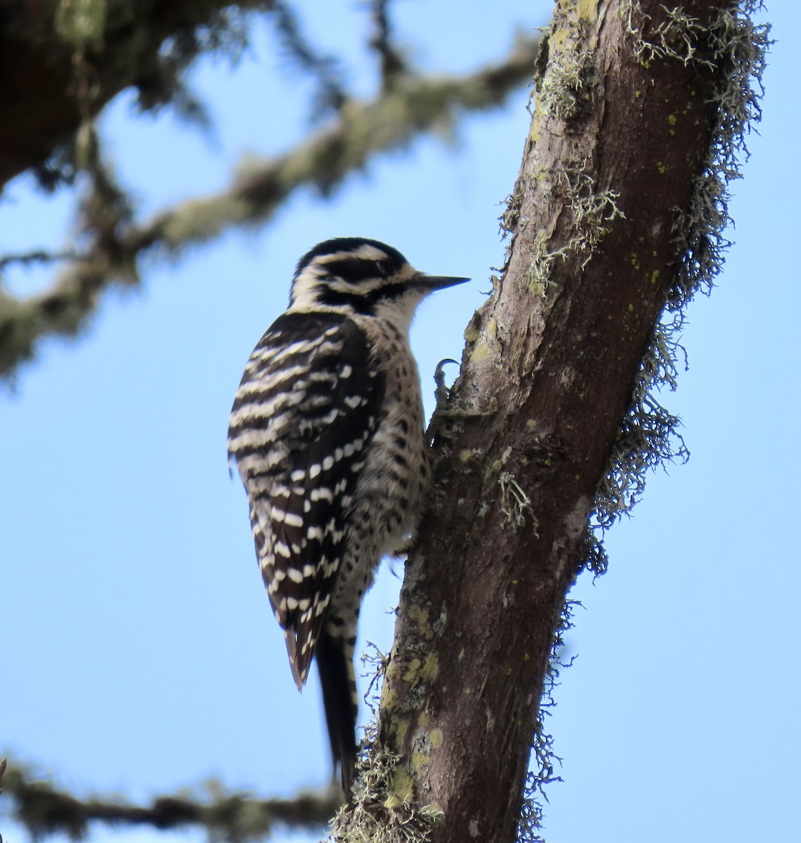 Nuttall's Woodpecker - ML625744972