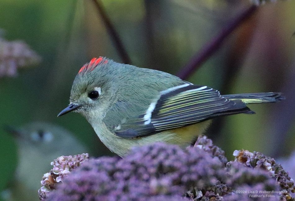 Ruby-crowned Kinglet - ML625744982