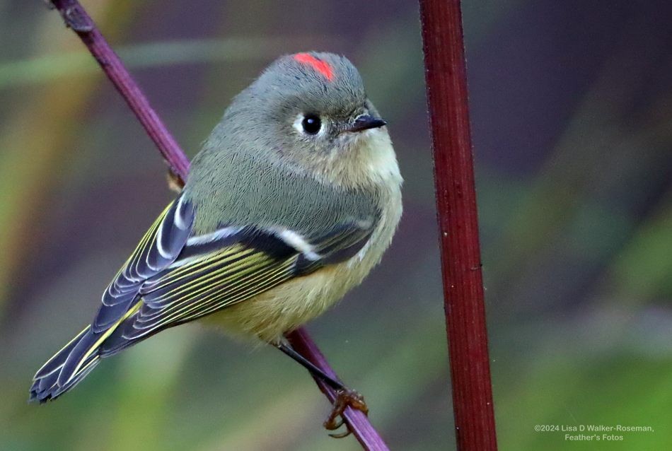 Ruby-crowned Kinglet - ML625744983