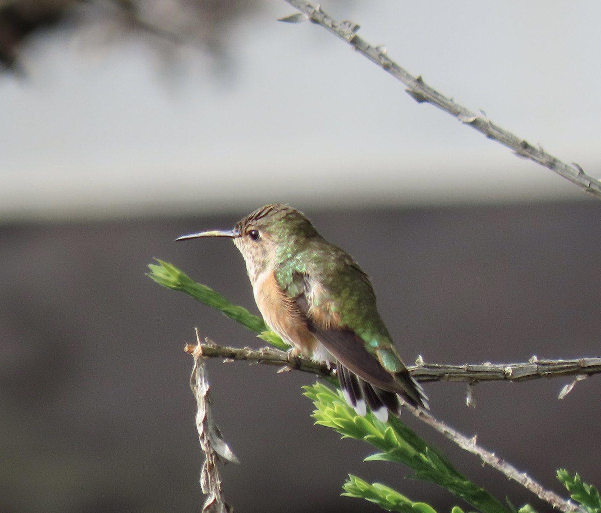 Rufous/Allen's Hummingbird - ML625744990