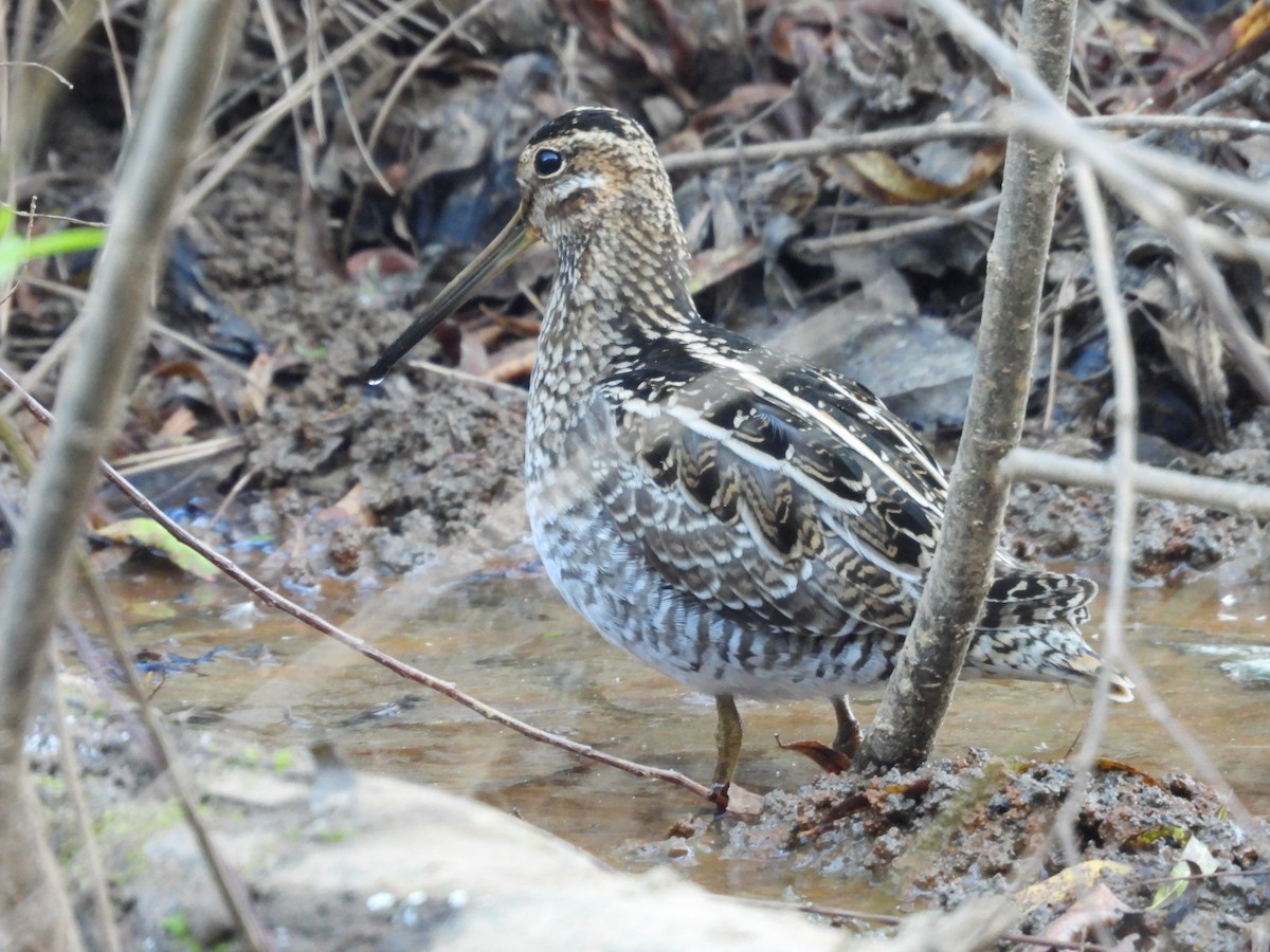 Wilson's Snipe - ML625744994