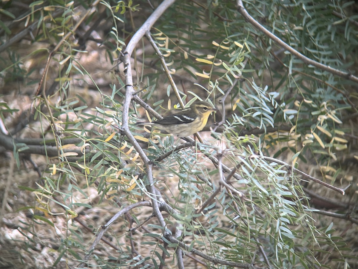 Blackburnian Warbler - ML625745012