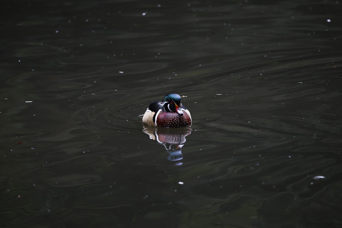 Wood Duck - ML625745026