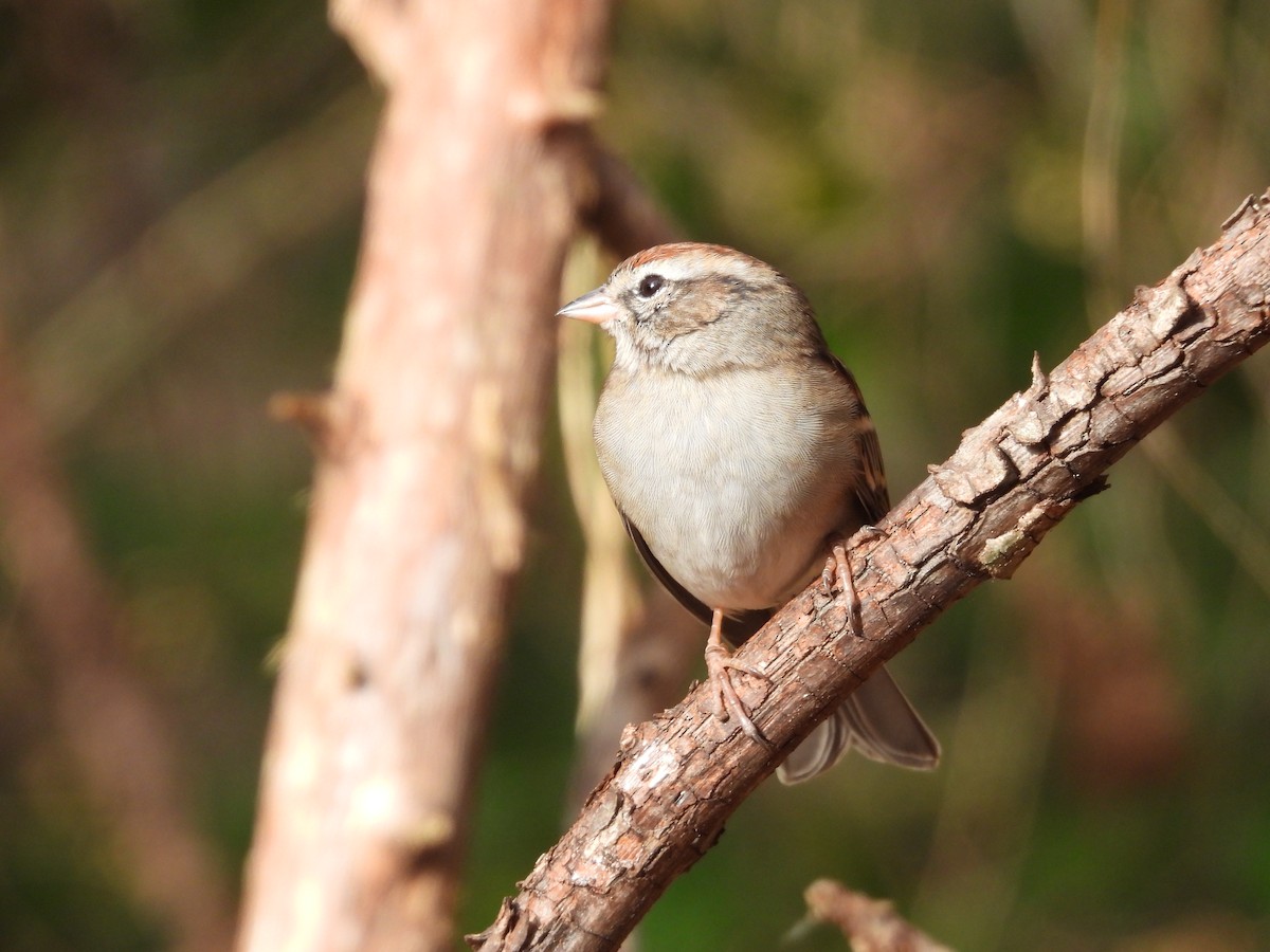 Chipping Sparrow - ML625745028