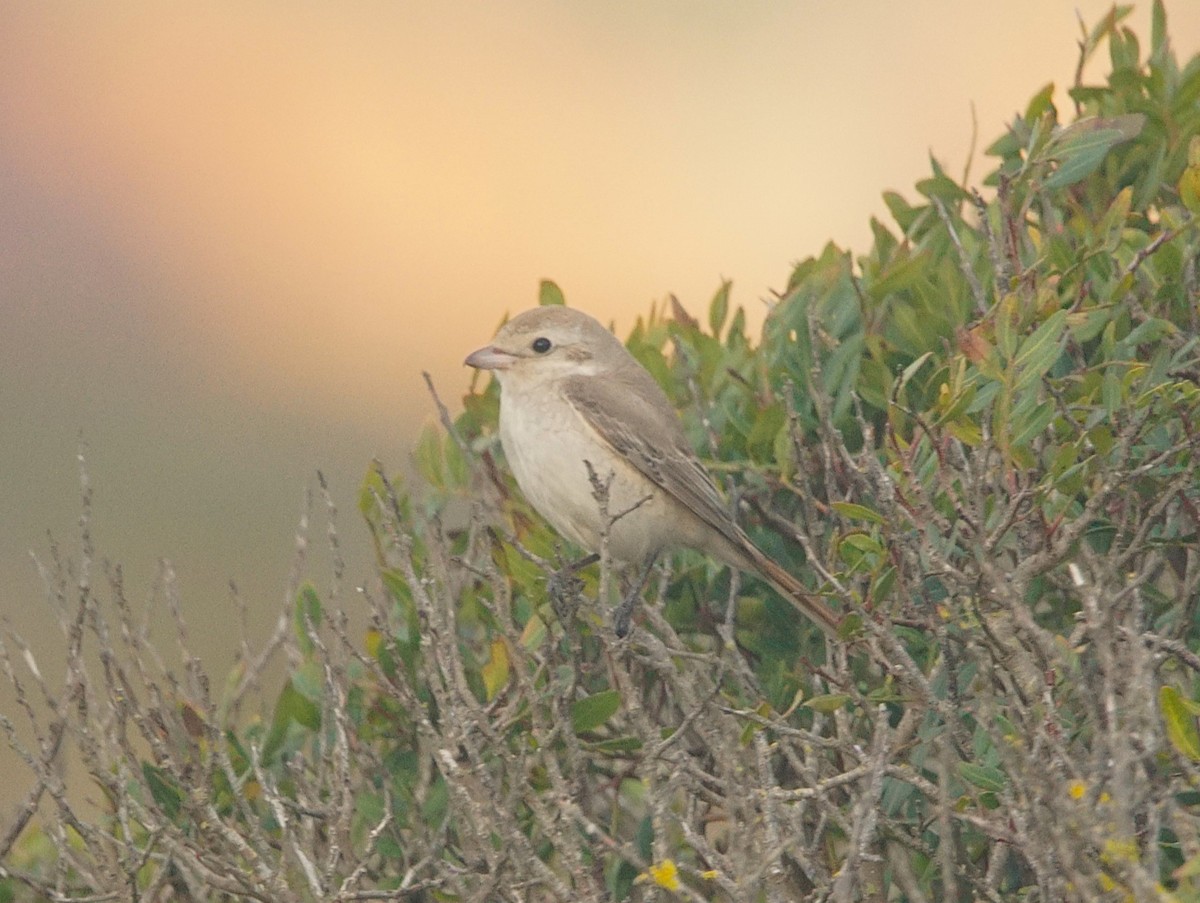 Isabelline Shrike - ML625745109
