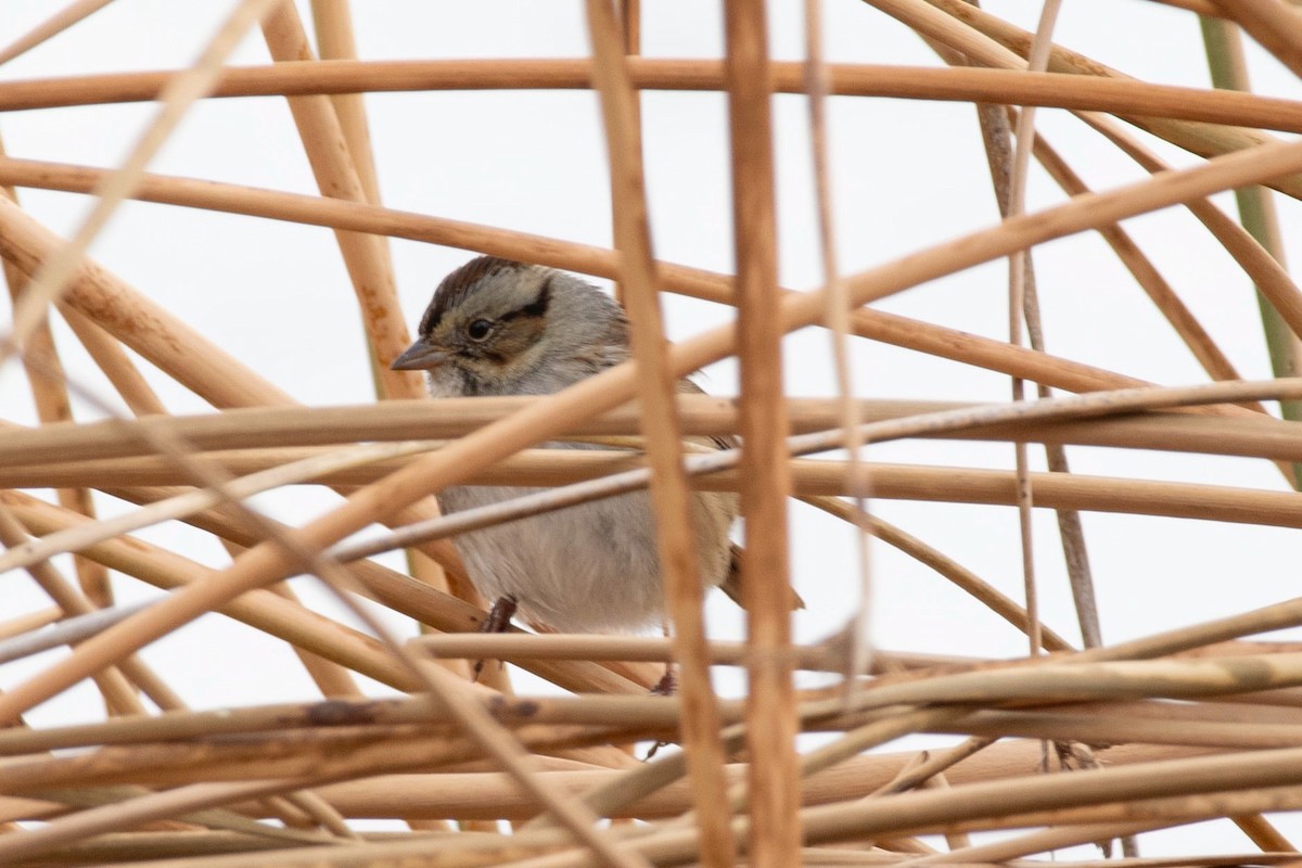 Swamp Sparrow - ML625745359