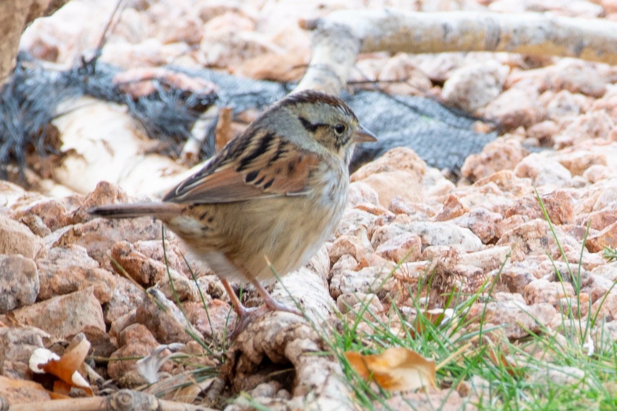 Swamp Sparrow - ML625745360