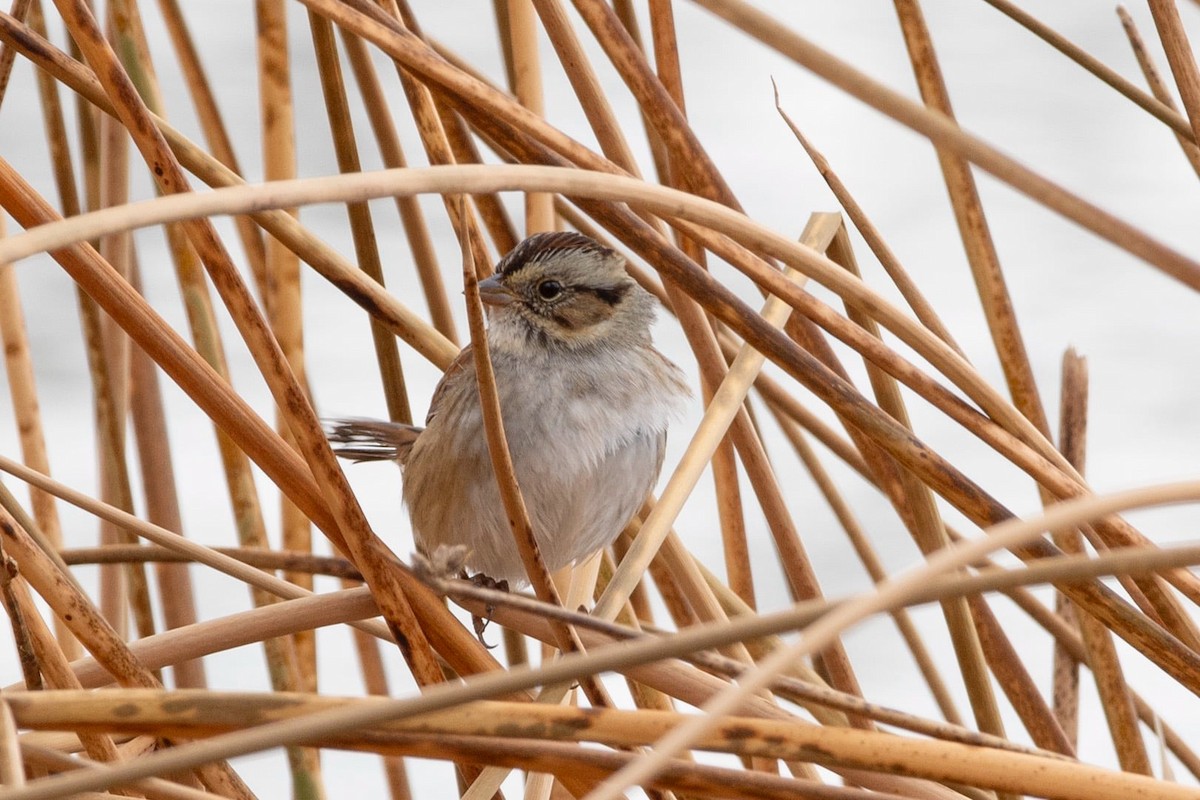 Swamp Sparrow - ML625745362