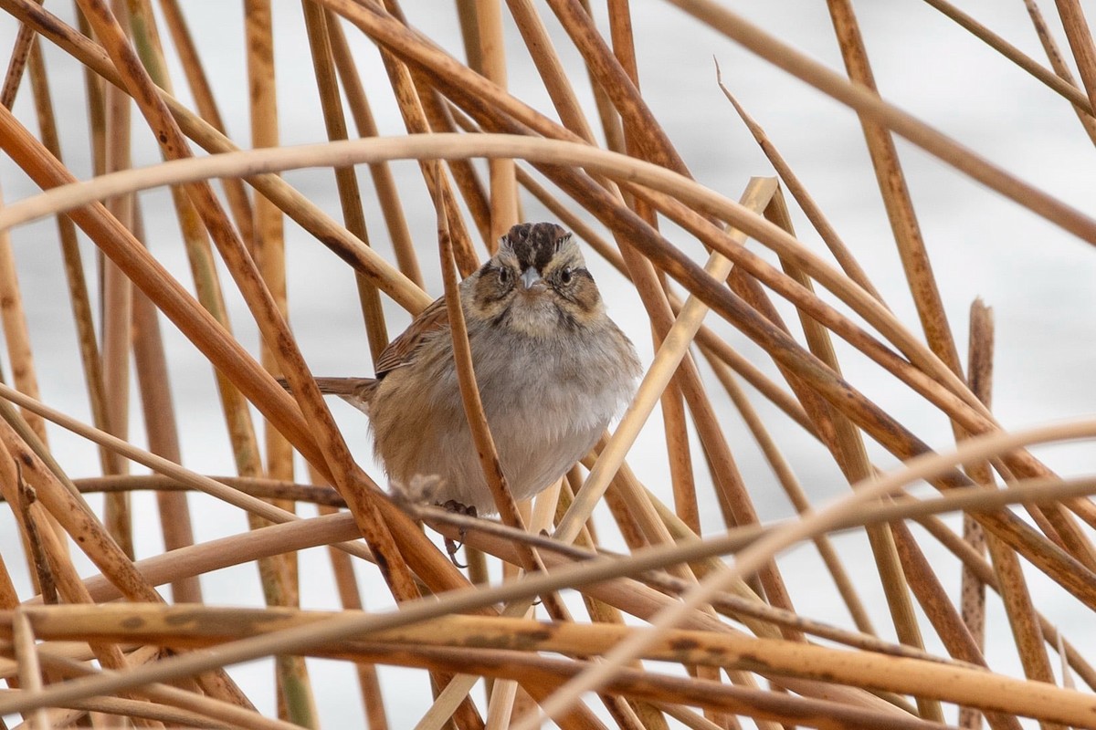 Swamp Sparrow - ML625745363