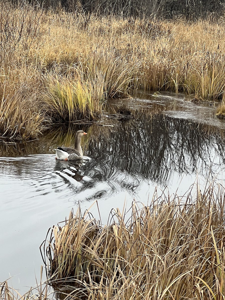 Graylag Goose (Domestic type) - ML625745367