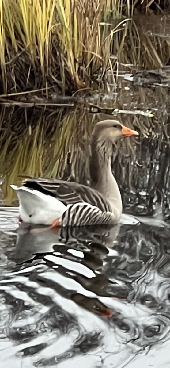 Graylag Goose (Domestic type) - ML625745428