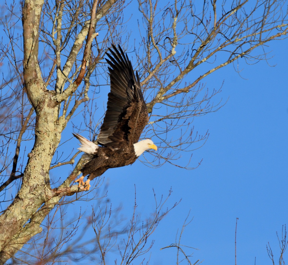 Bald Eagle - ML625745578