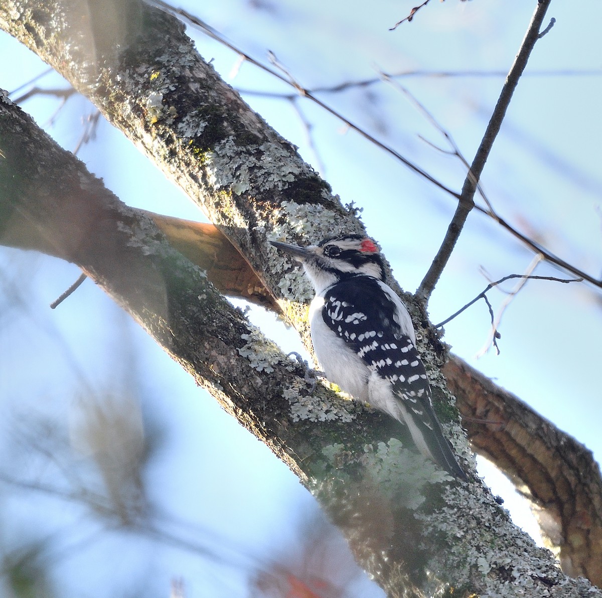 Hairy Woodpecker - ML625745581