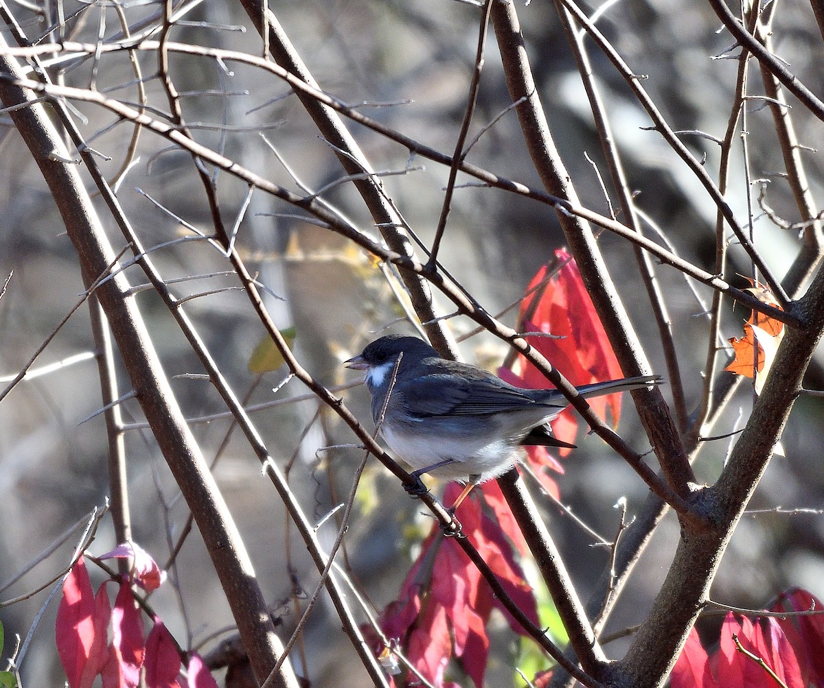 Dark-eyed Junco - ML625745584