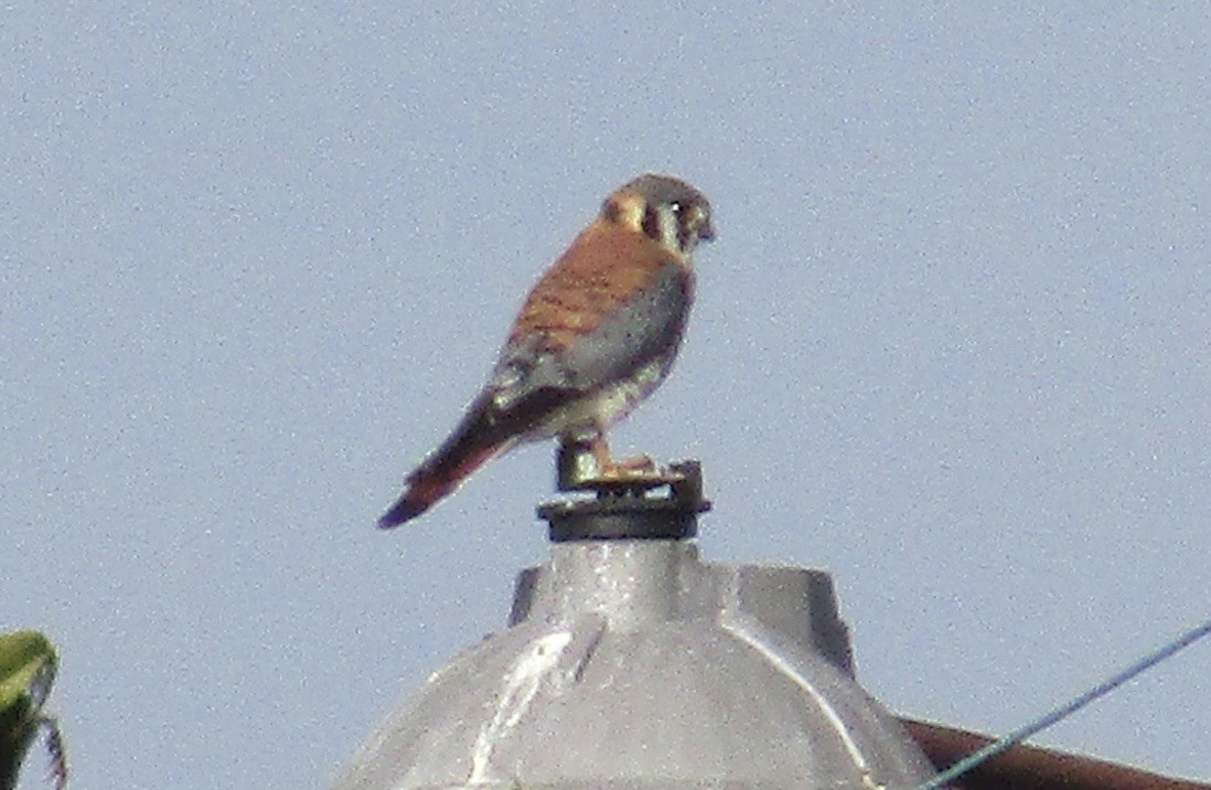 American Kestrel - ML625745684