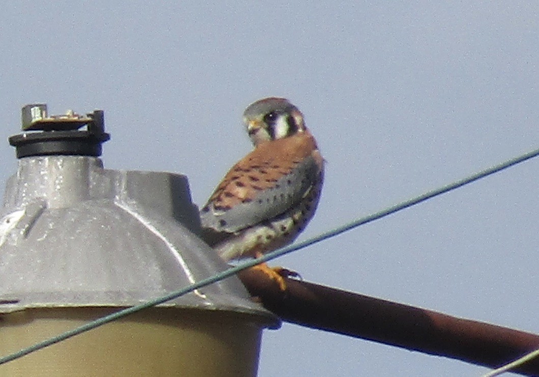 American Kestrel - ML625745685
