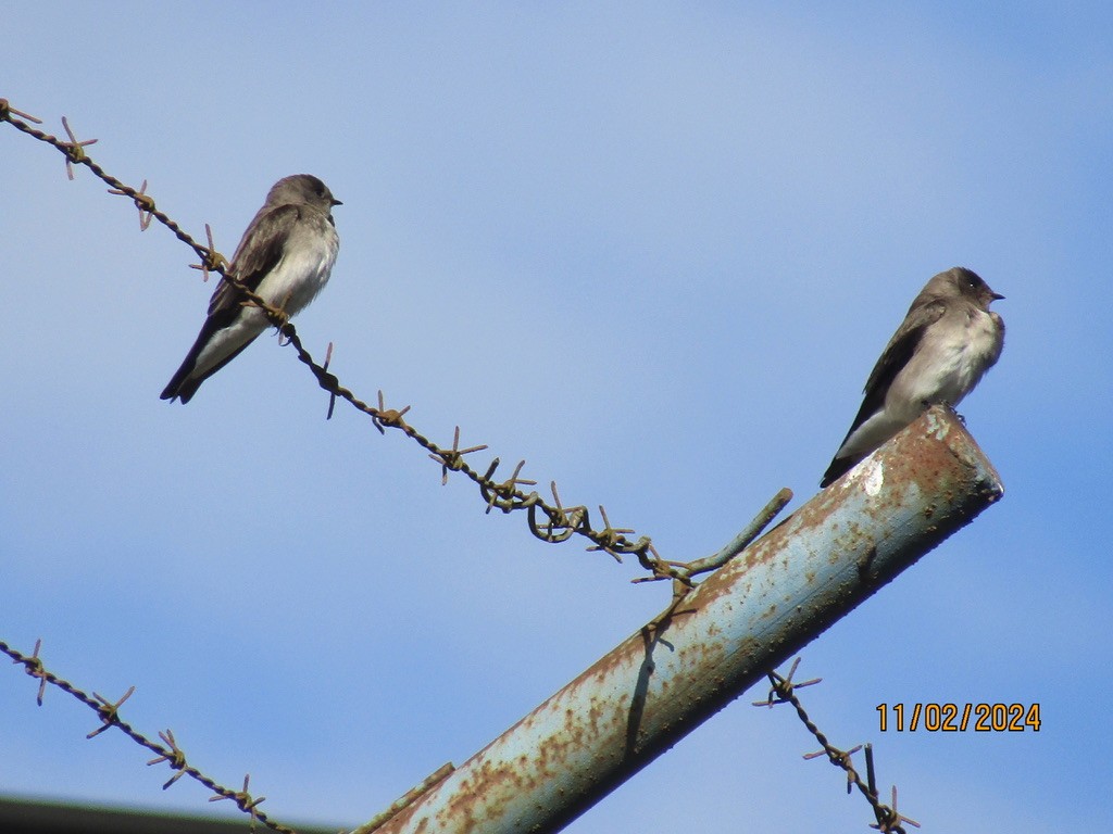 Northern Rough-winged Swallow - ML625745697