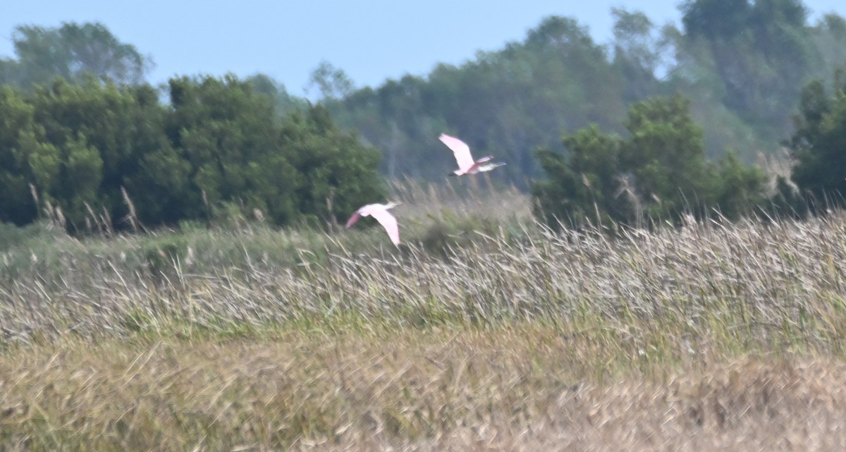 Roseate Spoonbill - ML625745852