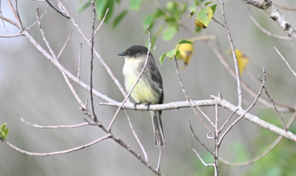 Eastern Phoebe - ML625745866