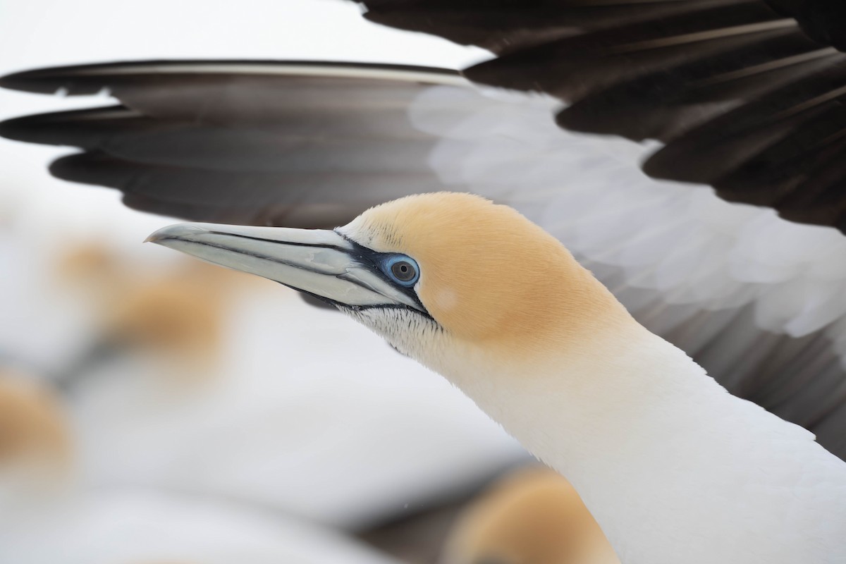 Australasian Gannet - ML625745963