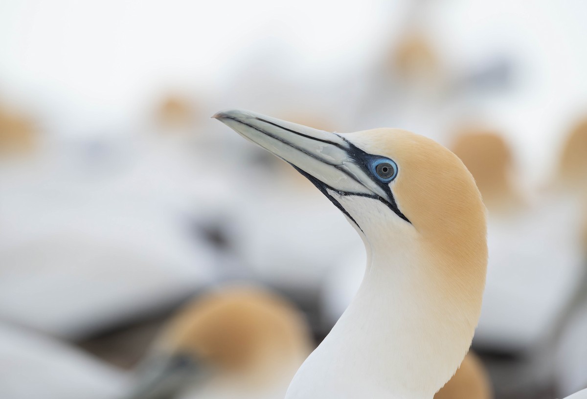 Australasian Gannet - ML625745964