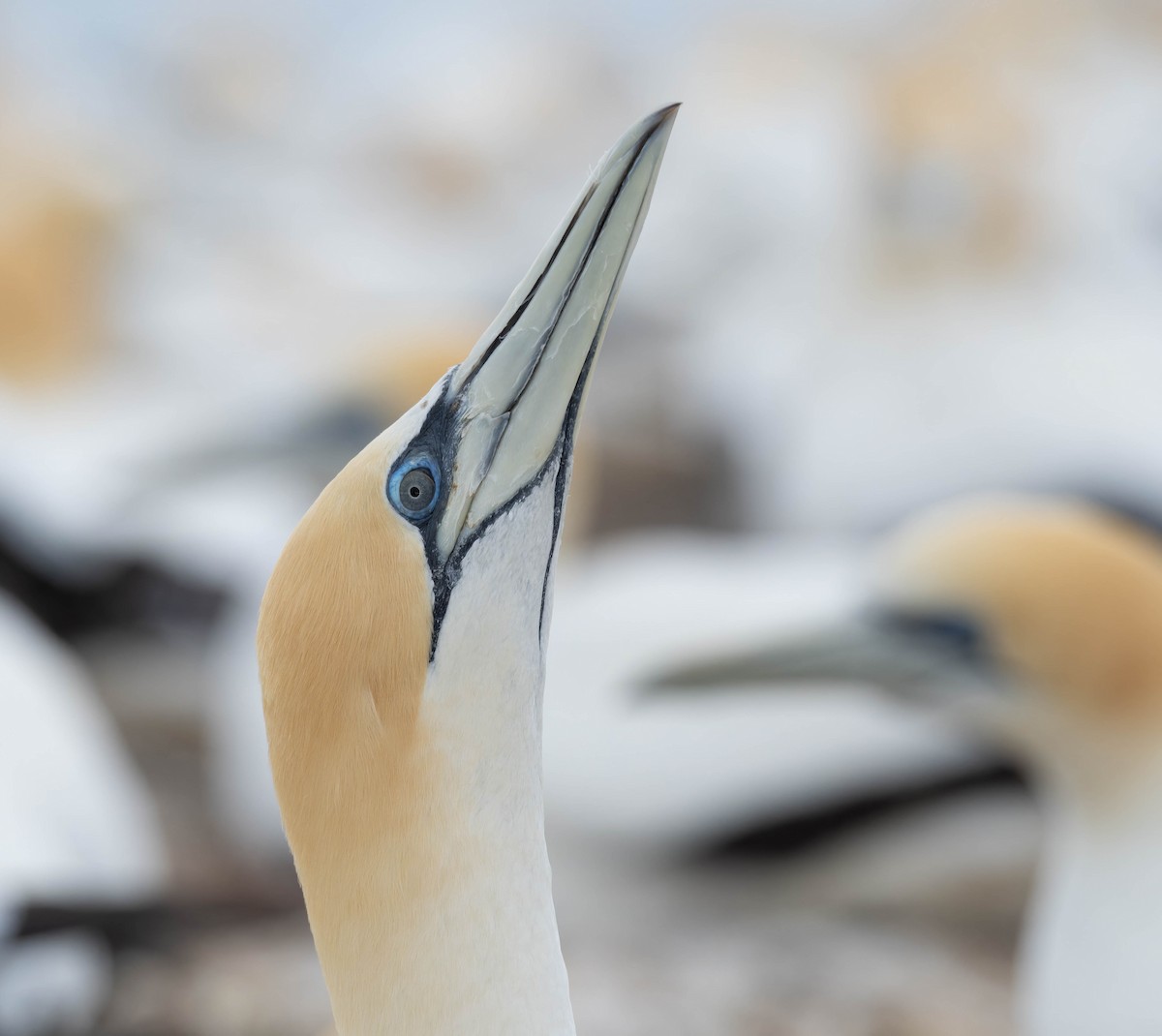 Australasian Gannet - ML625745965