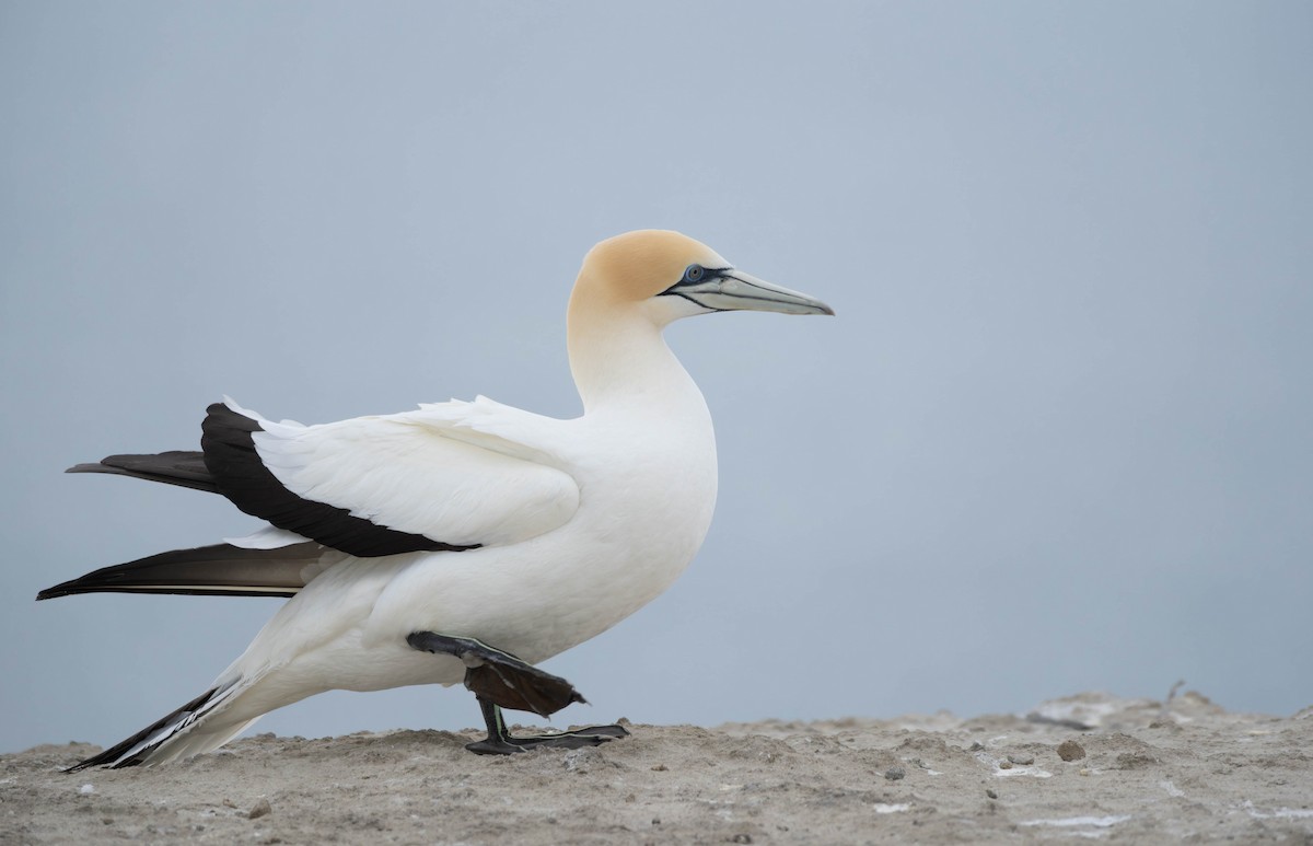 Australasian Gannet - ML625745966