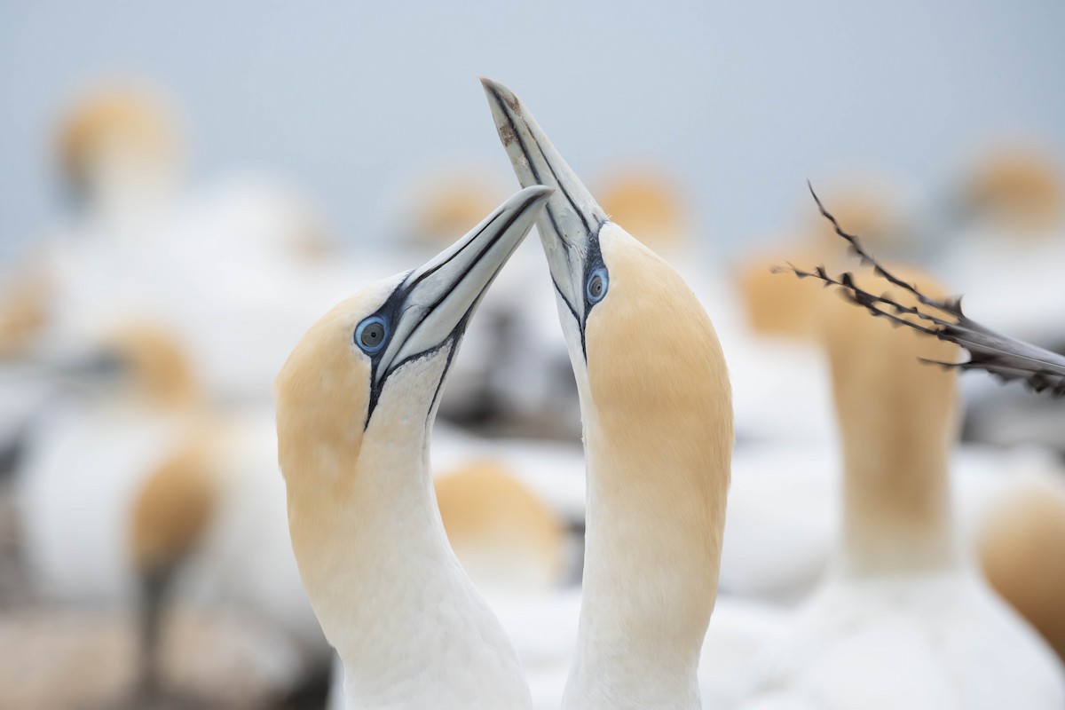 Australasian Gannet - ML625745967