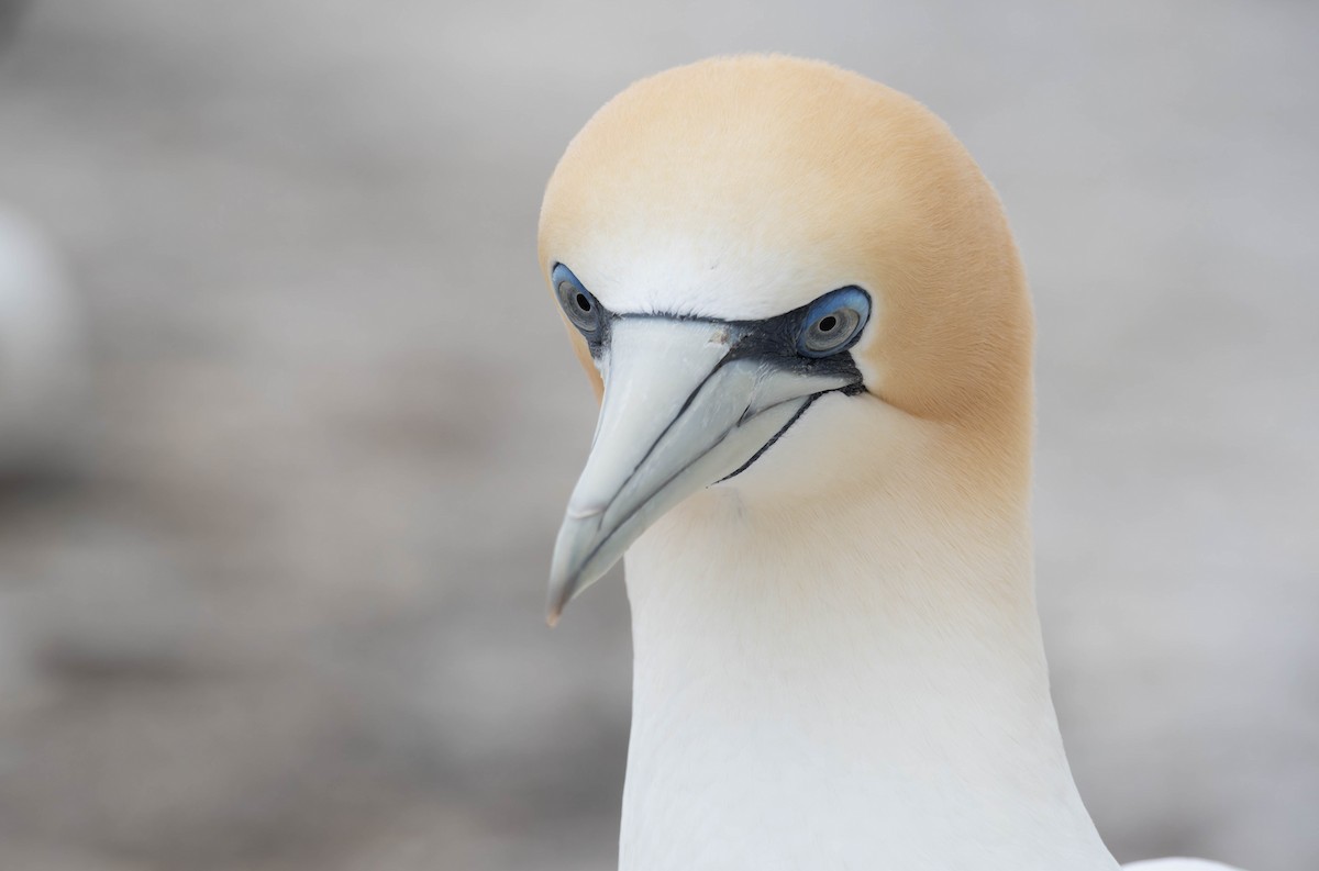 Australasian Gannet - ML625745968