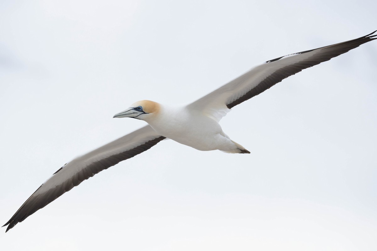 Australasian Gannet - ML625745969