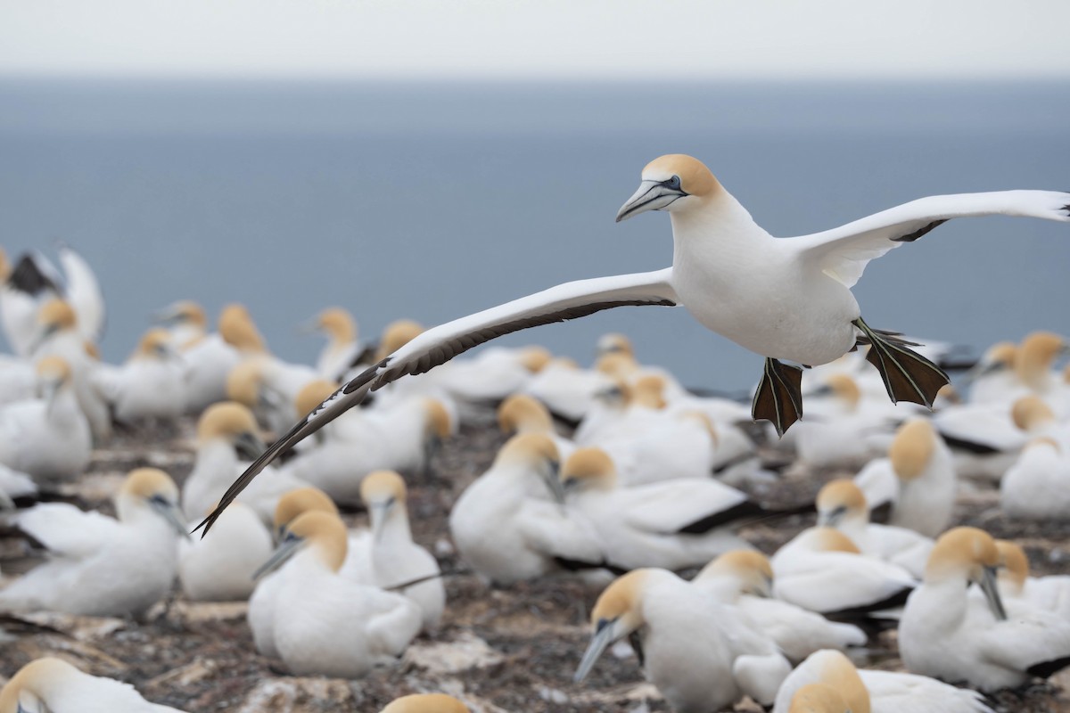 Australasian Gannet - ML625745970