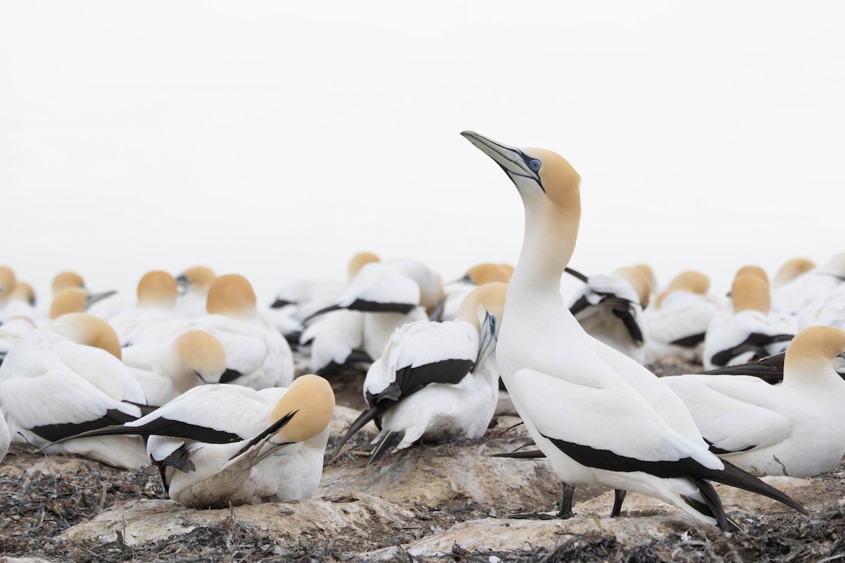 Australasian Gannet - ML625745971