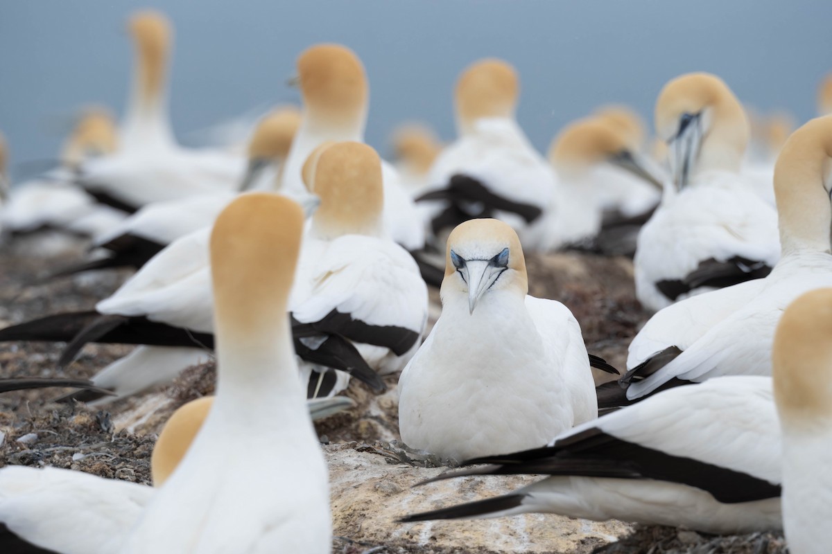 Australasian Gannet - ML625745972