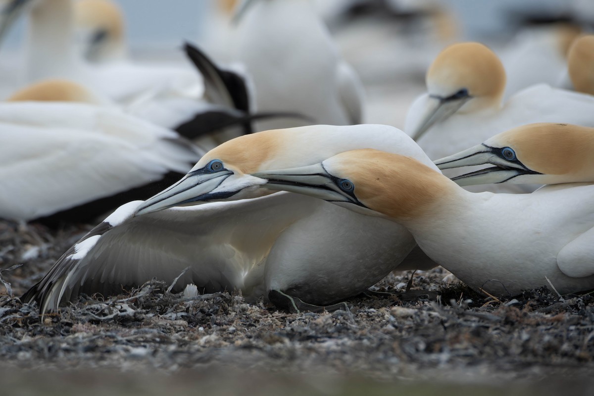 Australasian Gannet - ML625745973