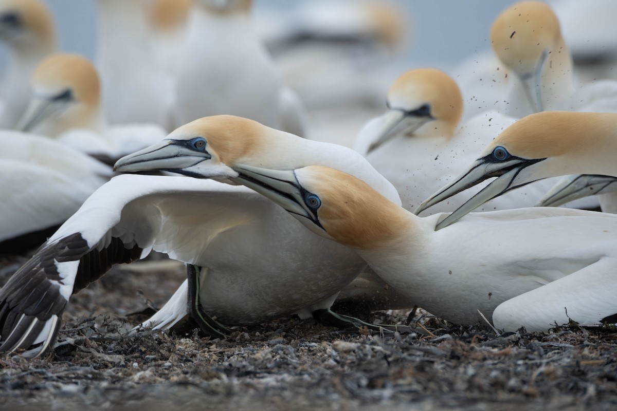 Australasian Gannet - ML625745974