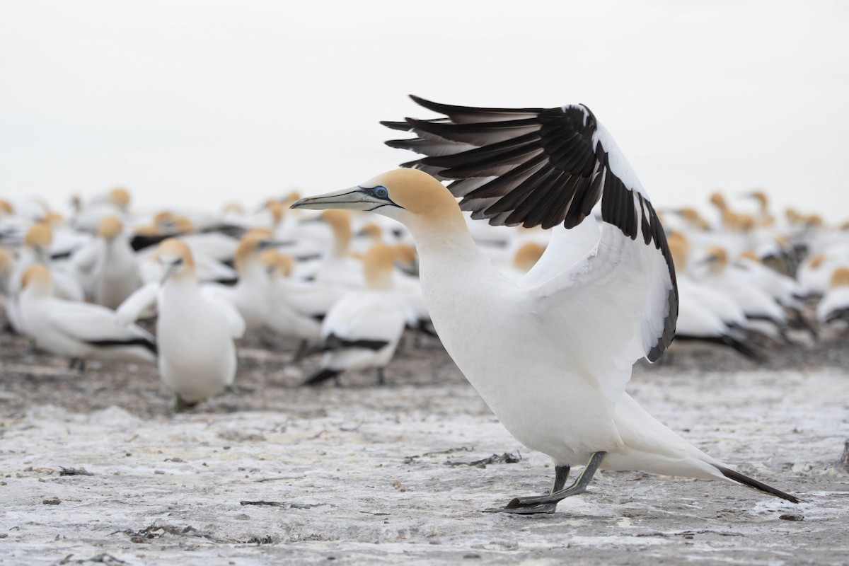 Australasian Gannet - ML625745976