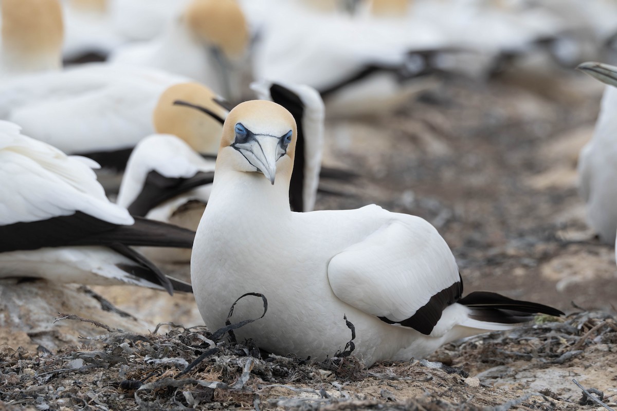 Australasian Gannet - ML625745977