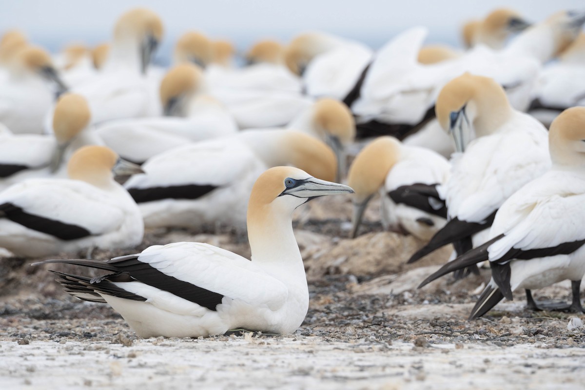 Australasian Gannet - ML625745978