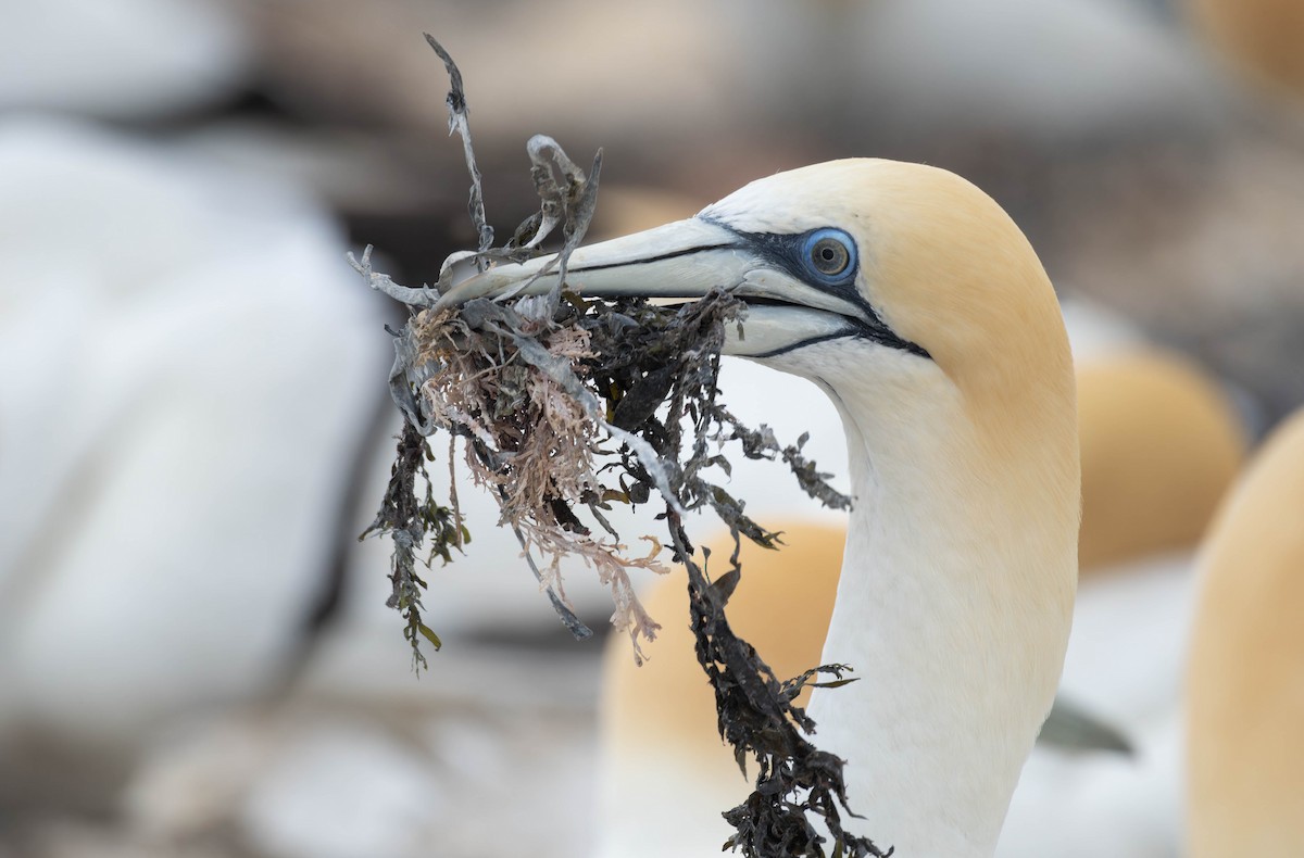 Australasian Gannet - ML625745979