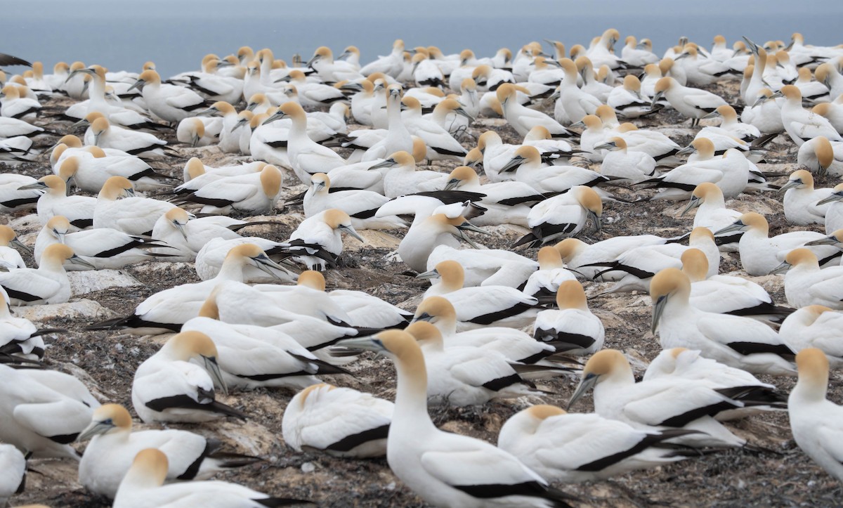 Australasian Gannet - ML625745980