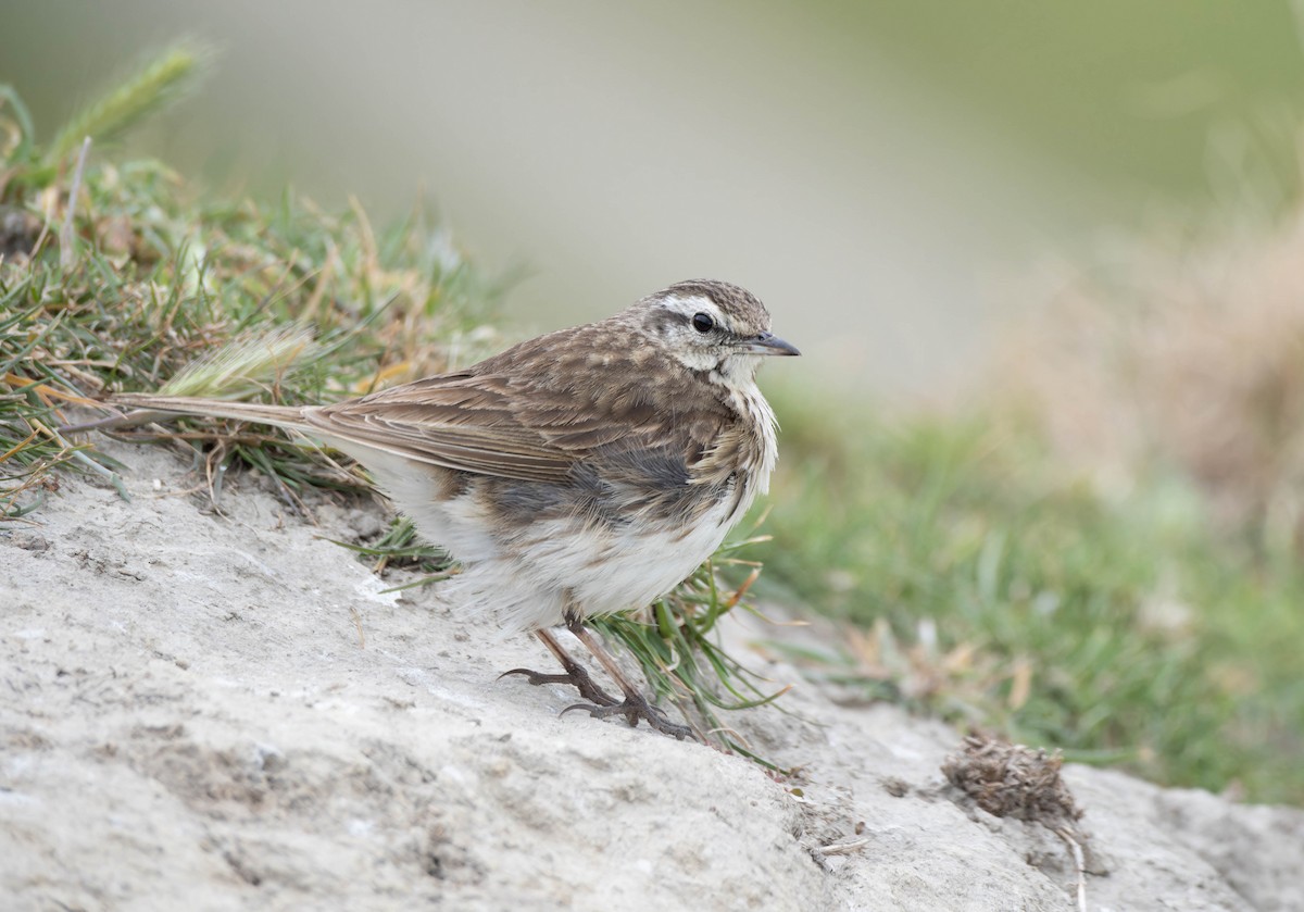 New Zealand Pipit - ML625745993