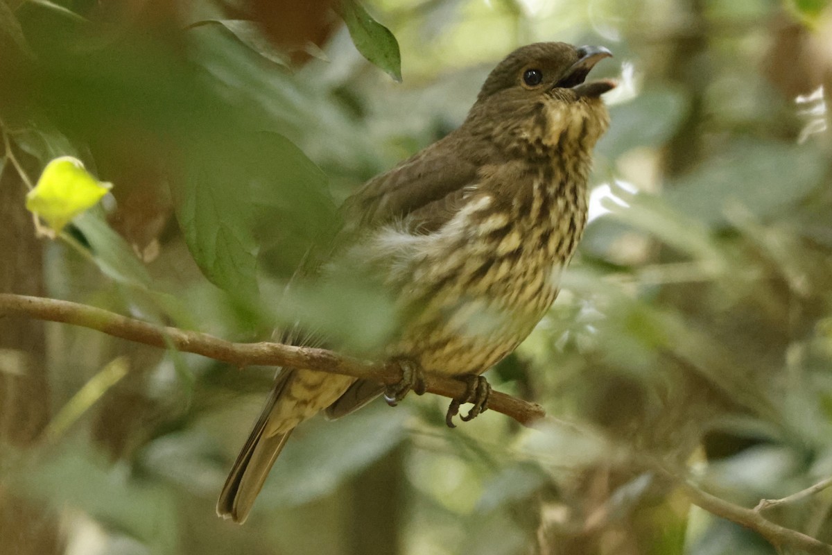 Tooth-billed Bowerbird - ML625746006