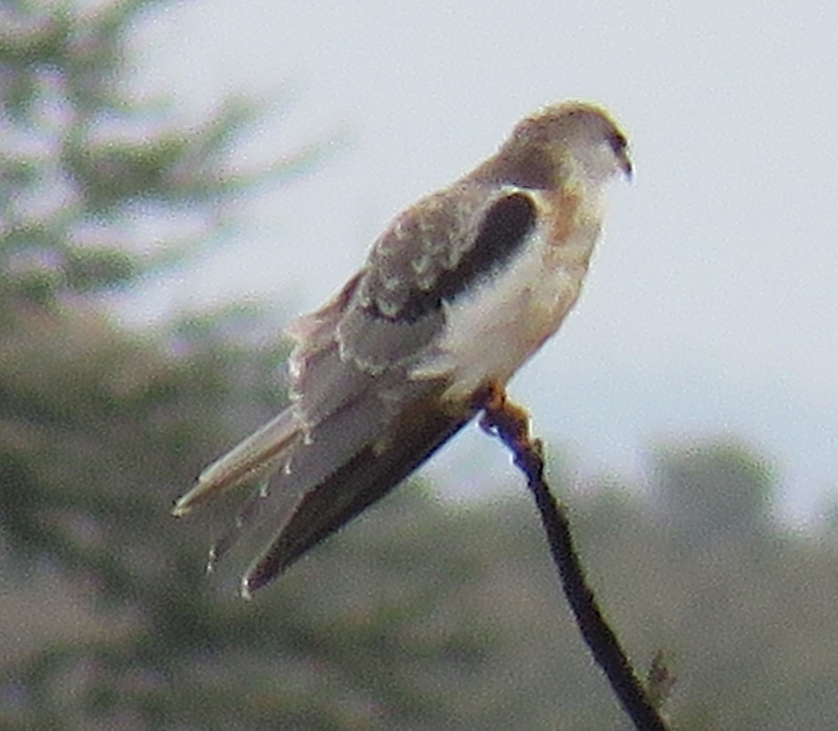 White-tailed Kite - ML625746248