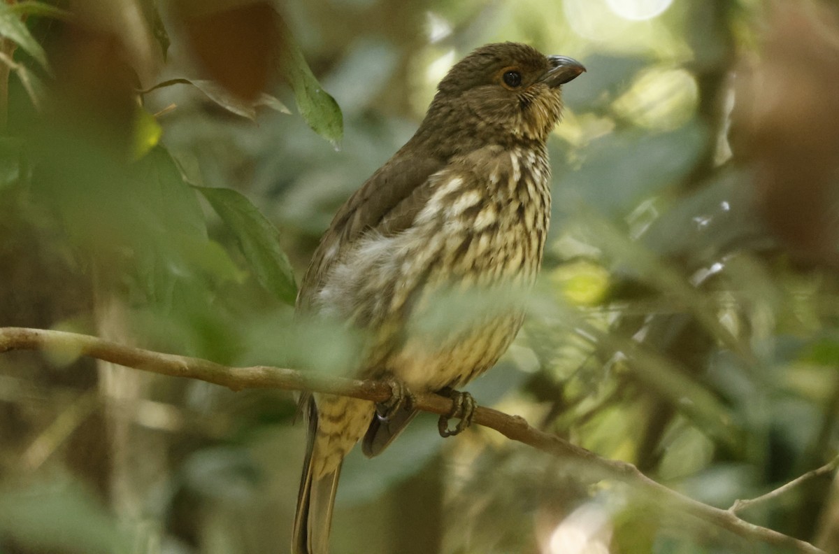 Tooth-billed Bowerbird - ML625746290