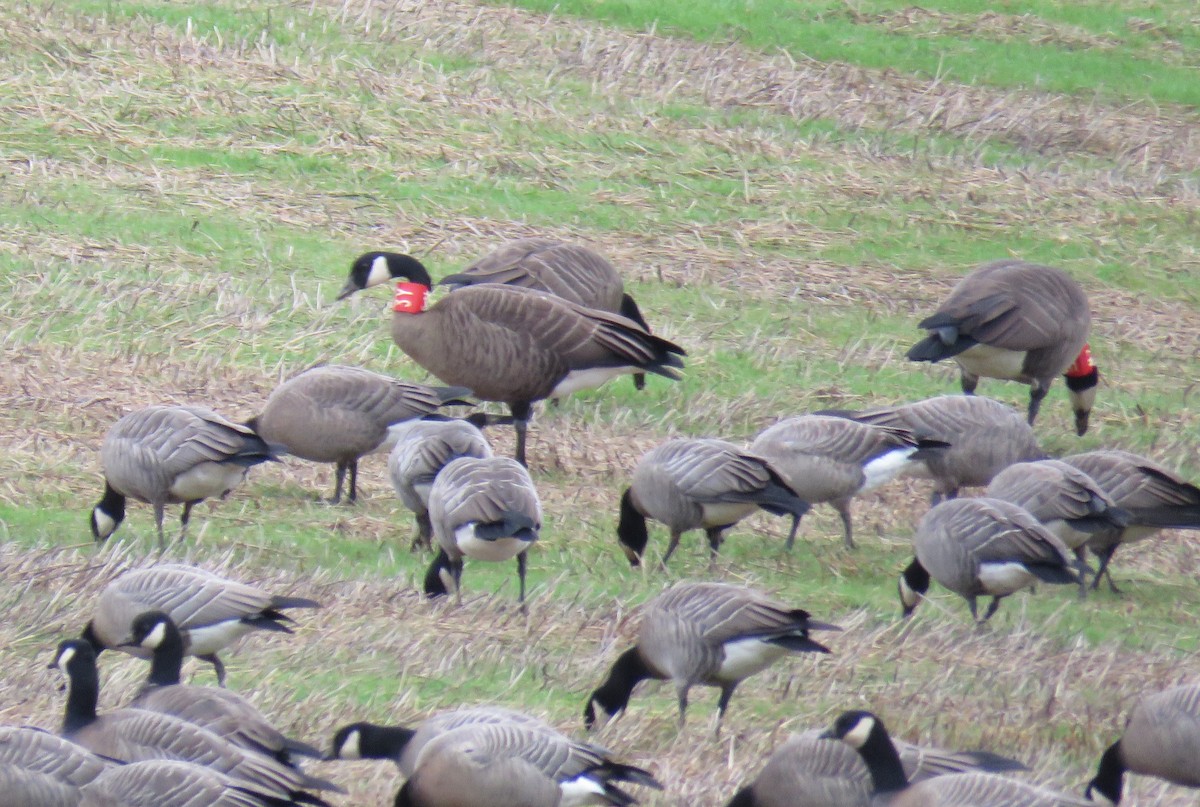 Canada Goose (occidentalis/fulva) - ML625746559