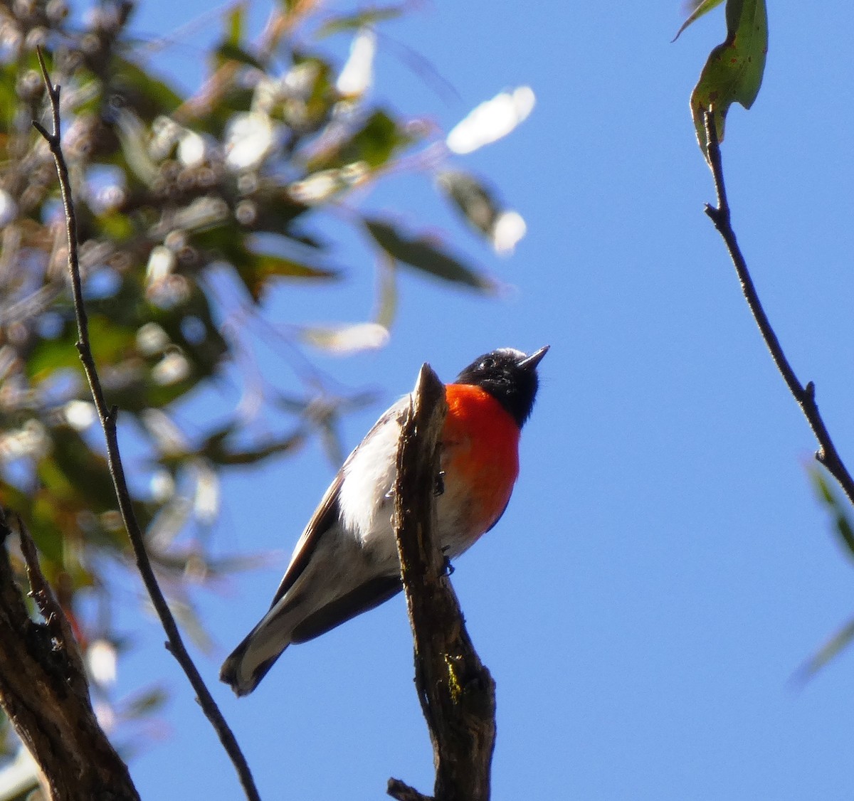 Scarlet Robin - ML625746859