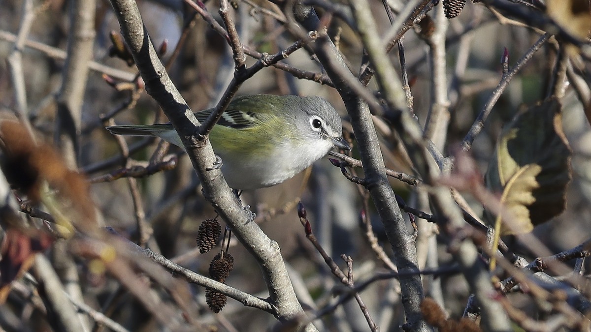 Blue-headed Vireo - ML625746874