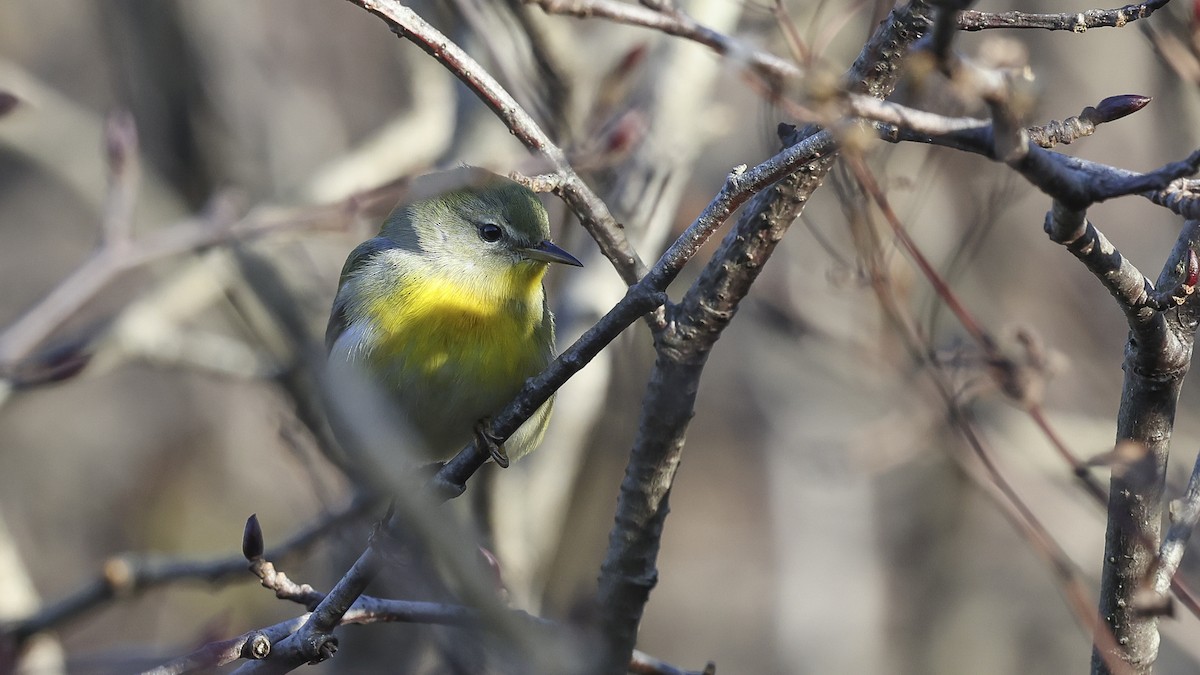 Northern Parula - ML625746879
